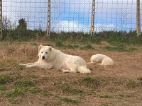 maremma sheepdog